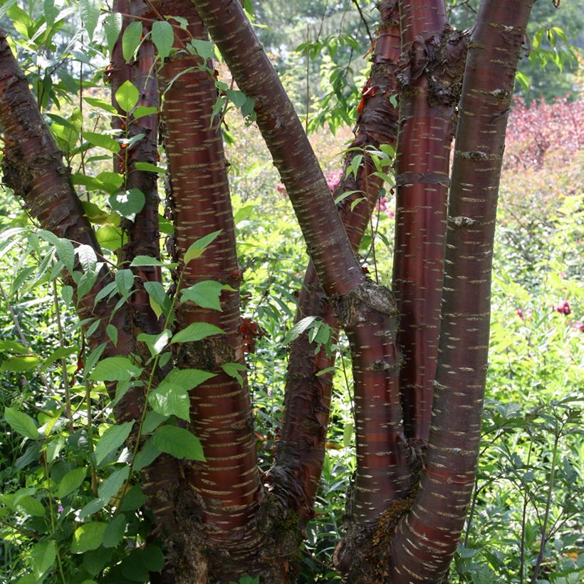 Prunus serrula - Tibetan Cherry (Plant habit)