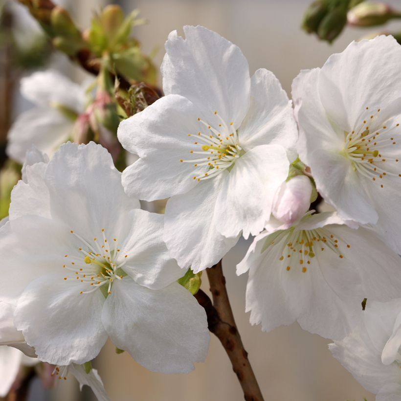 Prunus serrulata Tai haku - Japanese Cherry (Flowering)