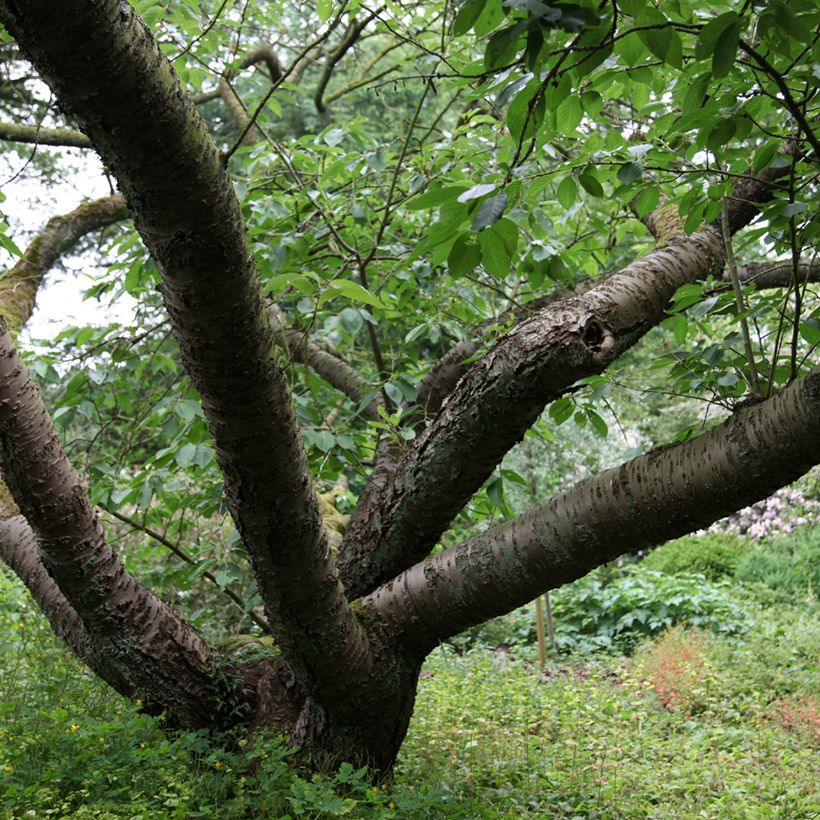 Prunus serrulata Tai haku - Japanese Cherry (Plant habit)