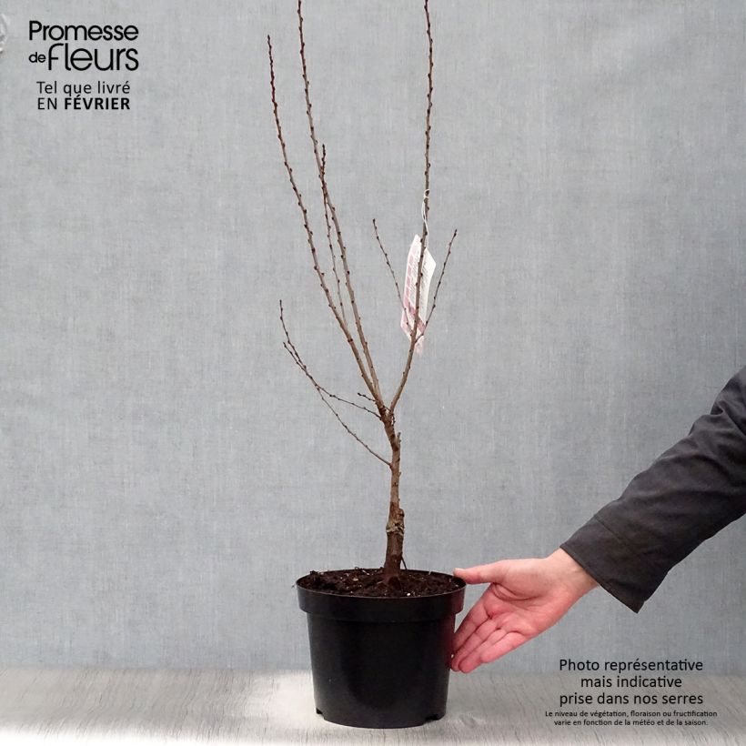 Prunus tenella Fire Hill - Amandier nain à fleurs Pot de 3L/4L sample as delivered in winter