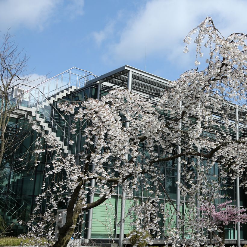 Prunus yedoensis Ivensii - Yoshino Cherry (Plant habit)