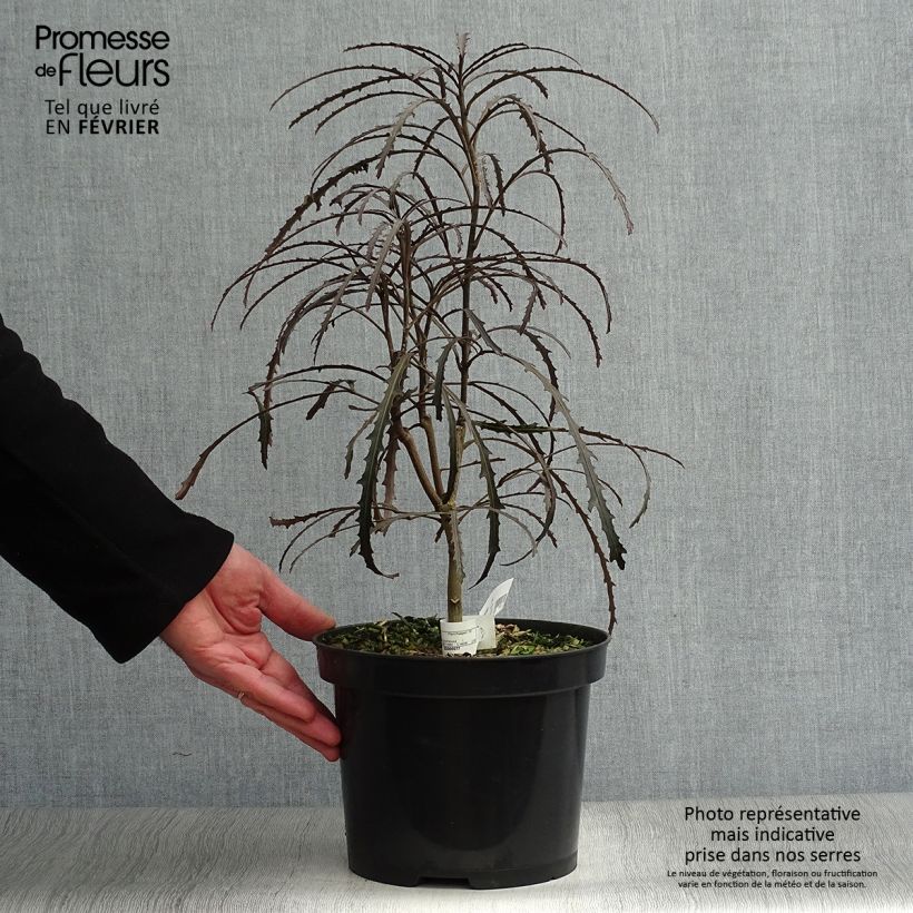 Pseudopanax Bronze Eagle Pot de 3L/4L sample as delivered in winter