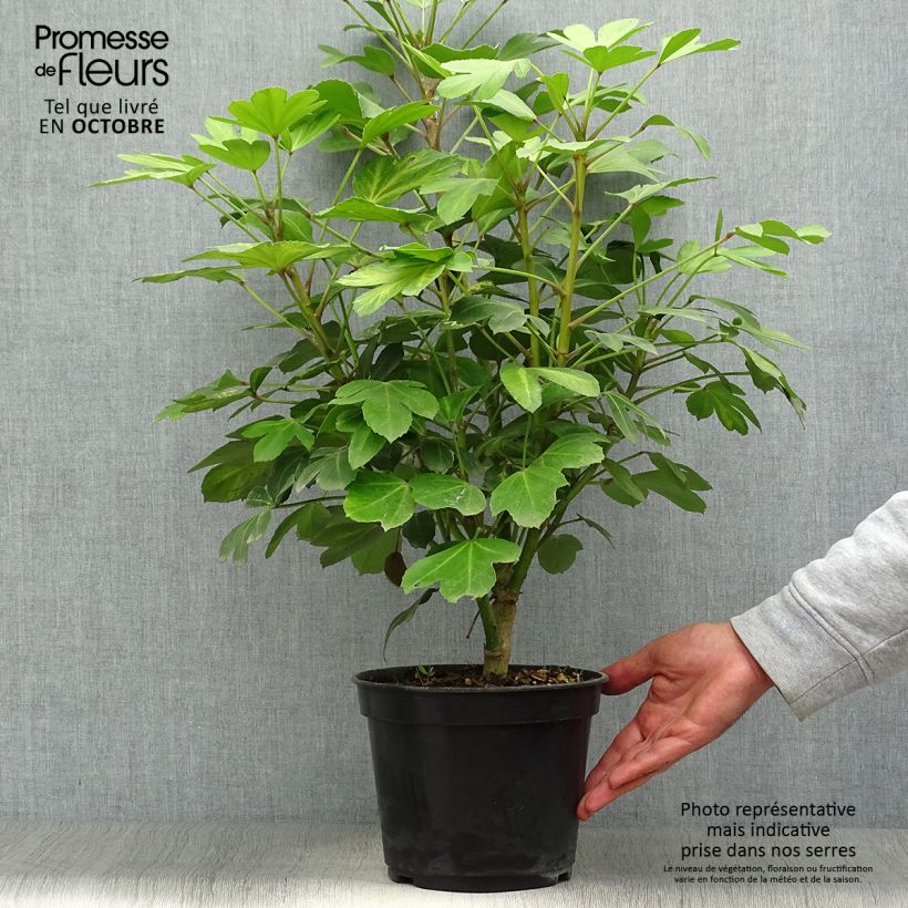 Pseudopanax Gecko Gold - Houpara Pot de 3L/4L sample as delivered in autumn