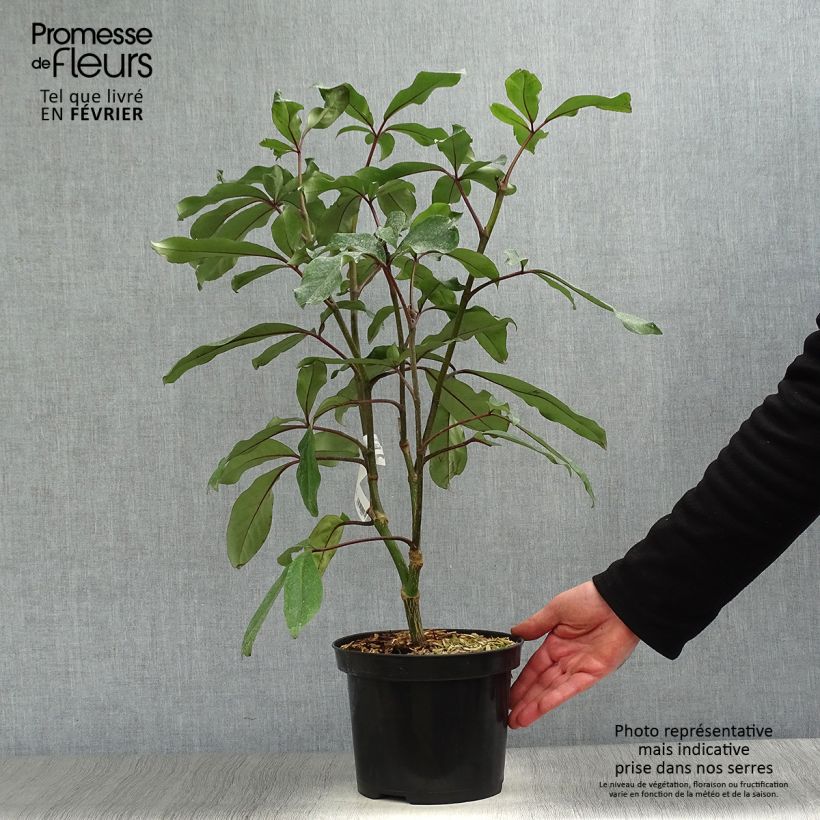 Pseudopanax laetus  Pot de 3L/4L sample as delivered in winter