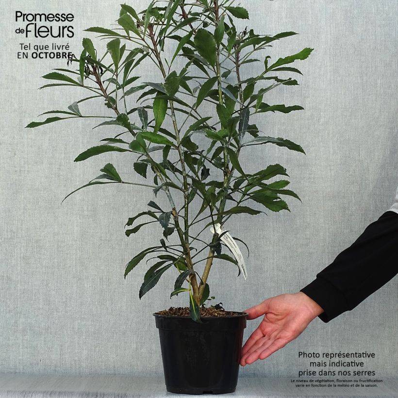 Pseudopanax lessonii Dark Star - Houpara Pot de 2L/3L sample as delivered in autumn