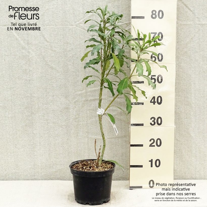 Pseudopanax lessonii Goldfinger Pot de 3L/4L sample as delivered in autumn