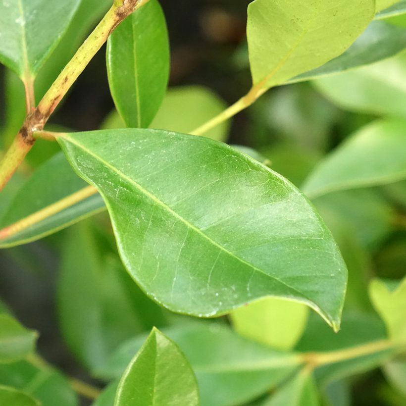 Psidium cattleianum (cattleyanum) Sabine  (Foliage)