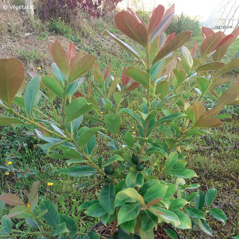 Psidium cattleyanum f. lucidum  - Strawberry guava (Foliage)