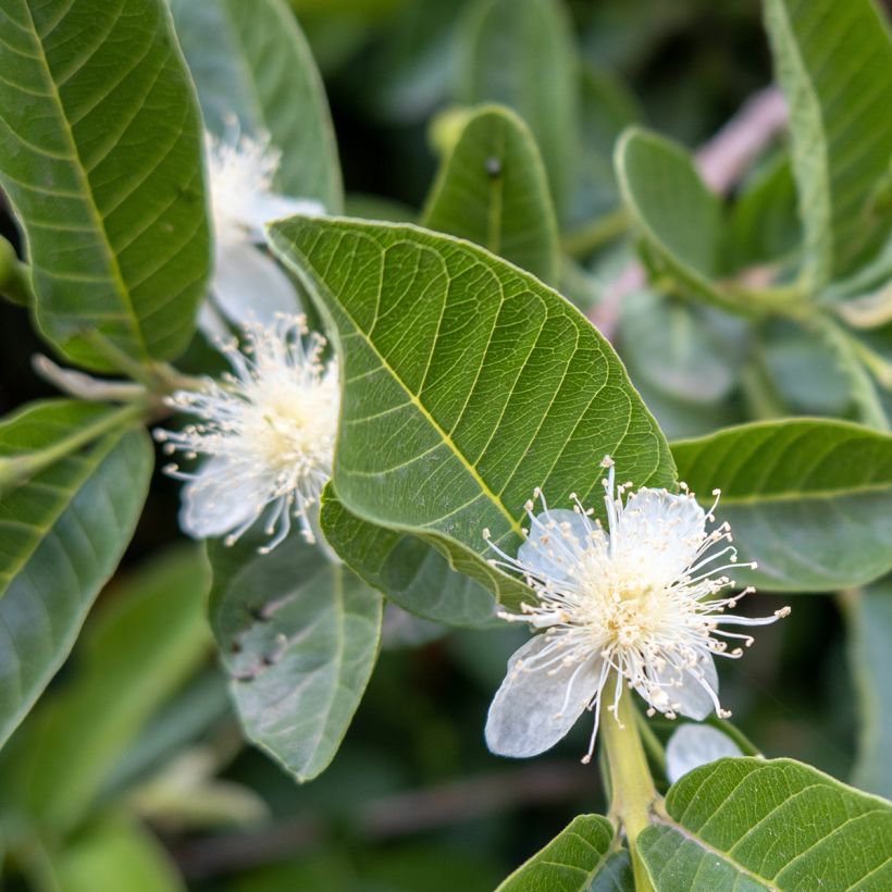 Psidium guajava Limon (Flowering)