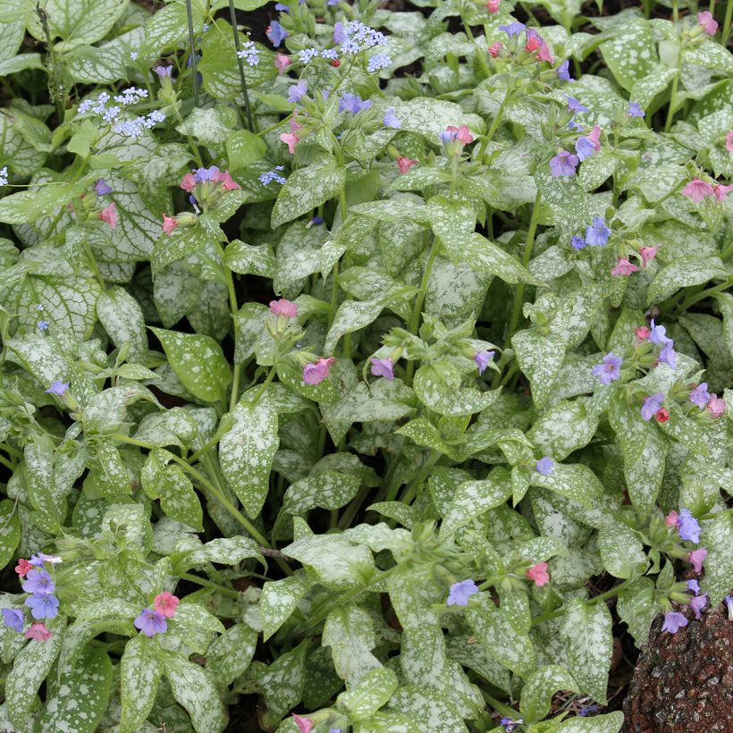 Pulmonaria Raspberry Splash - Lungwort (Foliage)