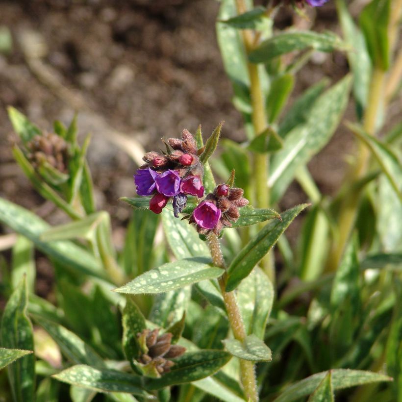 Pulmonaria Raspberry Splash - Lungwort (Flowering)