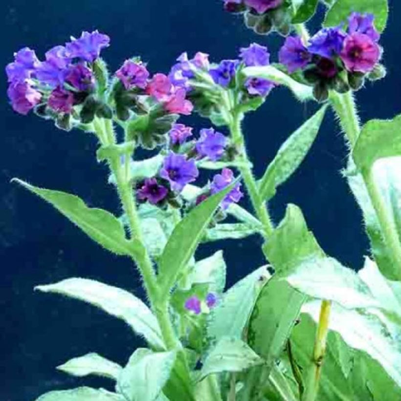 Pulmonaria Diane Clare - Lungwort (Flowering)