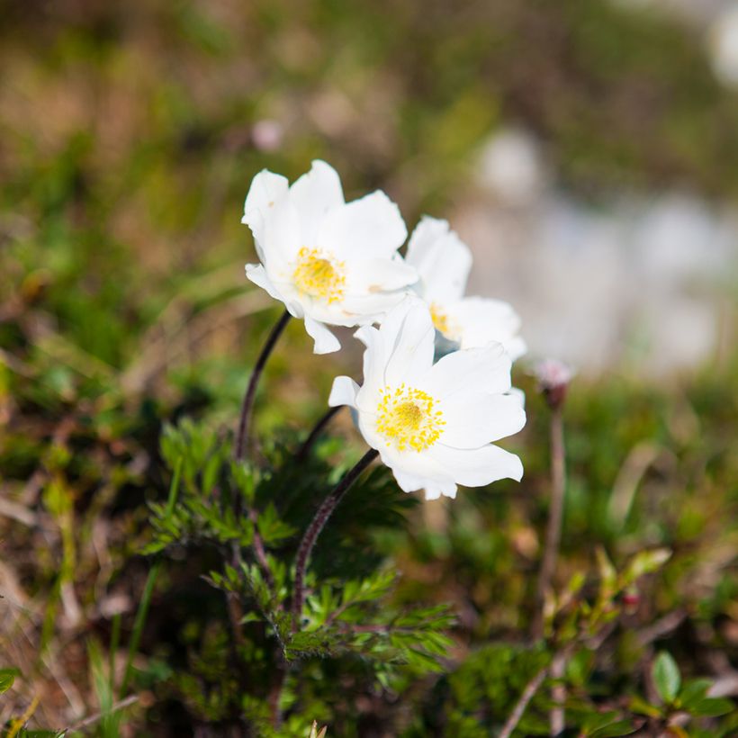 Pulsatilla vulgaris Alba - Pasqueflower (Plant habit)