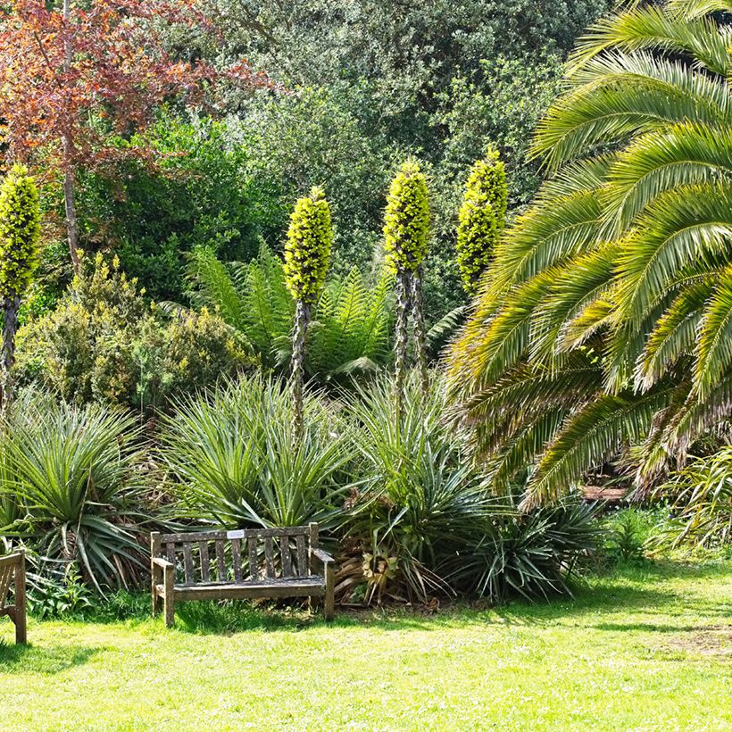 Puya chilensis (Plant habit)