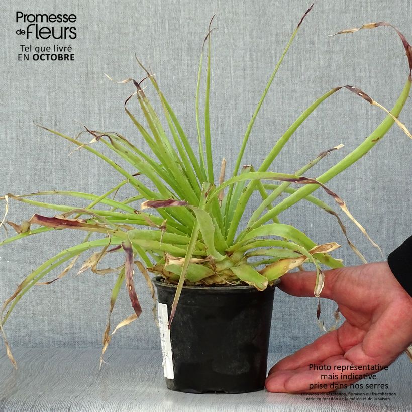 Puya weberbaueri - Broméliacée du Pérou Pot de 3L/4L sample as delivered in autumn