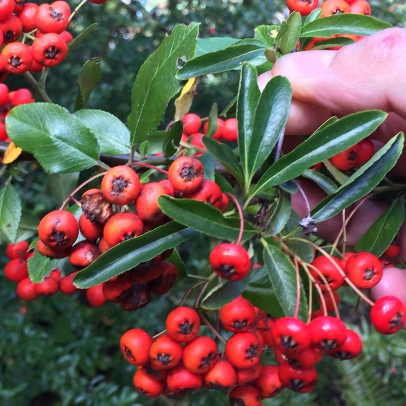 Pyracantha coccinea Mohave (Foliage)