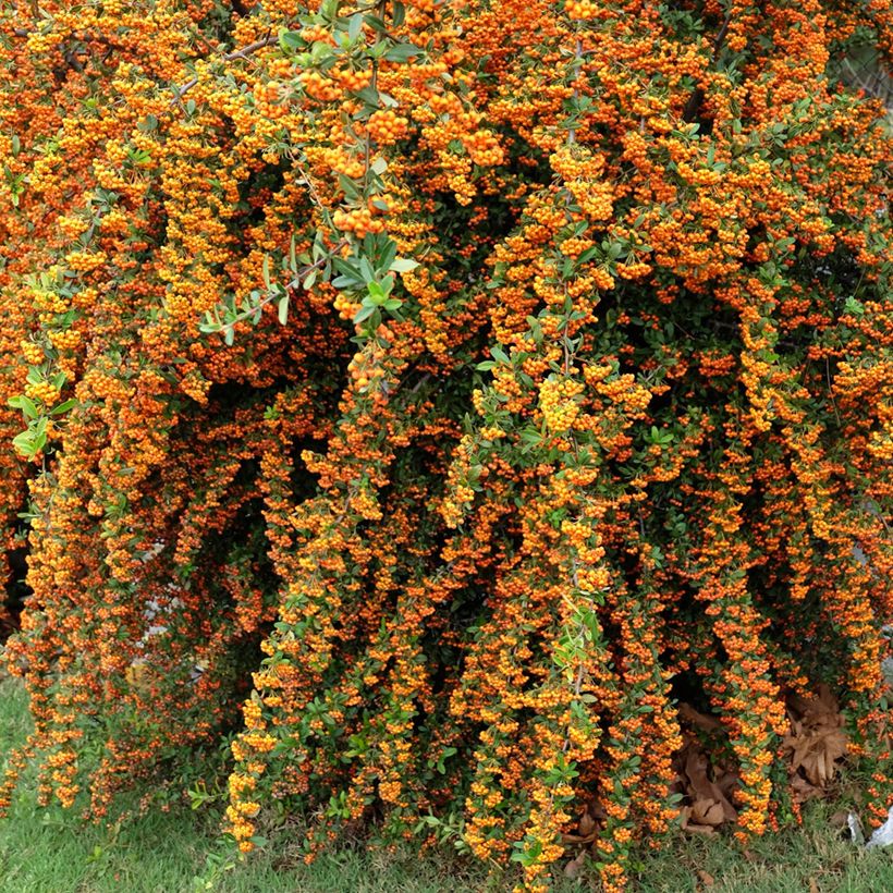 Pyracantha SAPHYR Orange - Scarlet Firethorn (Plant habit)