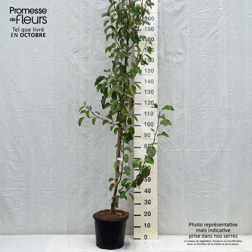 Pyrus calleryana Chanticleer - Poirier d'ornement 175/+cm en pot de 12/15L sample as delivered in autumn