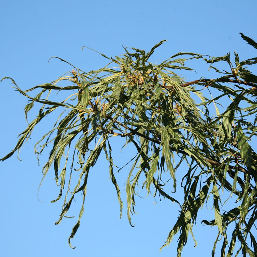 Quercus petraea Insecata - Sessile Oak (Foliage)