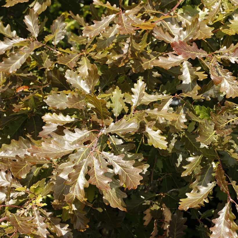 Quercus petraea Purpurea - Sessile Oak (Foliage)