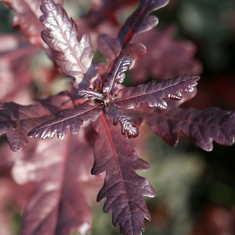 Quercus robur Atropurpurea - English Oak (Foliage)