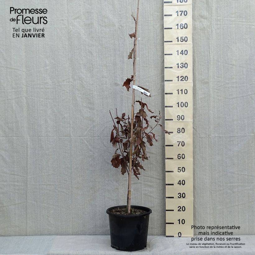 Quercus (x) warei Windcandle - Chêne hybride Pot de 12L/15L sample as delivered in winter