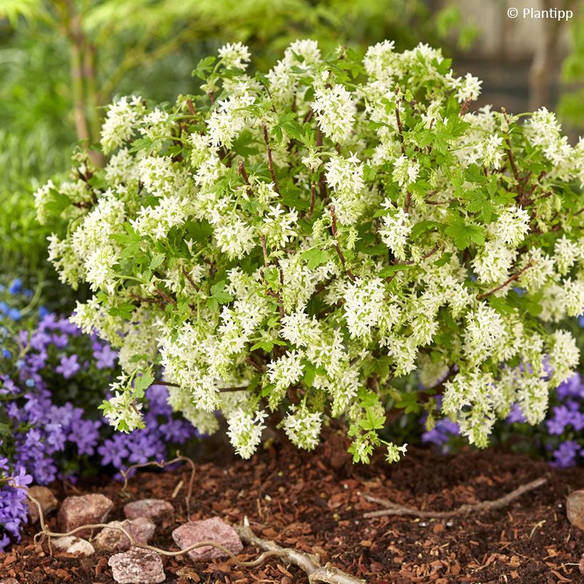 Ribes sanguineum Oregon Snowflake (Plant habit)