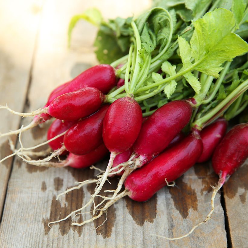 French Breakfast 3 Radish (Harvest)