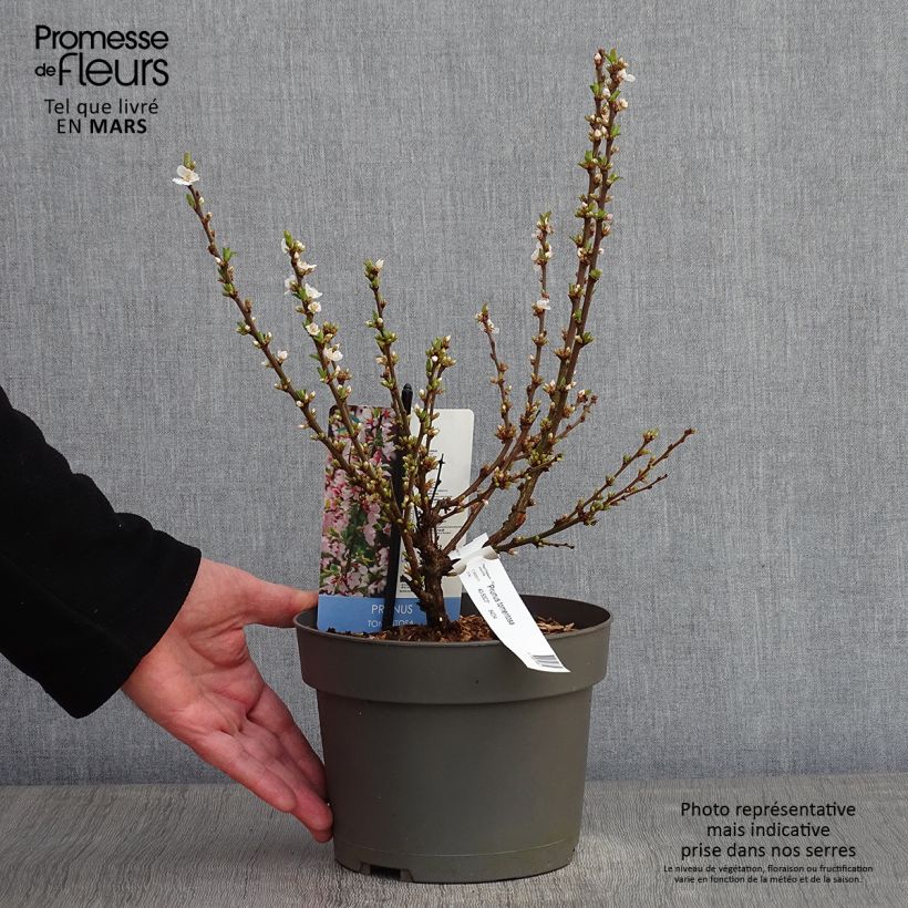 Ragouminier - Prunus tomentosa Pot de 2L/3L sample as delivered in winter