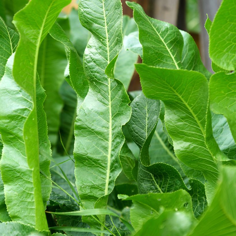 Horseradish - Armoracia rusticana (Foliage)