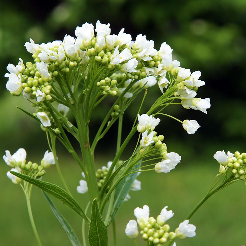 Horseradish - Armoracia rusticana (Flowering)