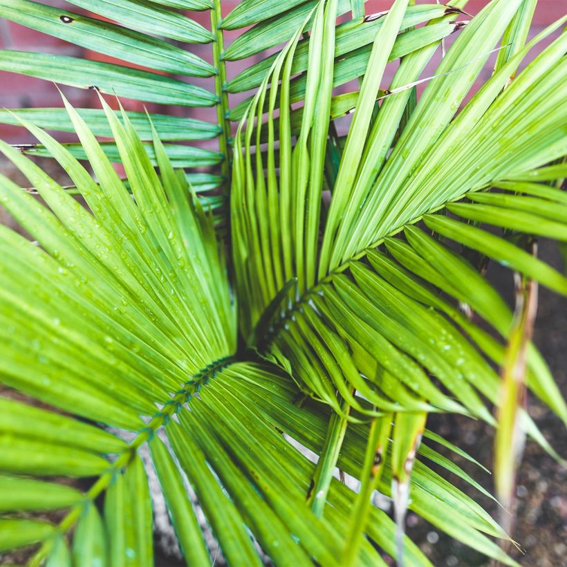 Ravenea rivularis - Majestic Palm (Foliage)