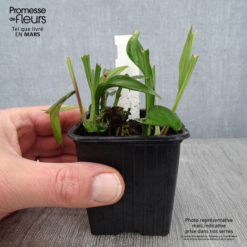 Reineckea carnea - Muguet de Chine, Muguet japonais Godet de 8/9 cm sample as delivered in winter