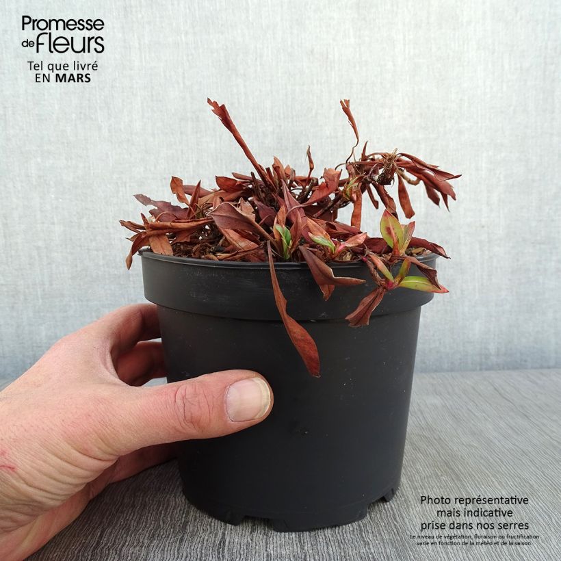 Renouée - Persicaria affinis Kabouter en pot de 2L/3L sample as delivered in winter