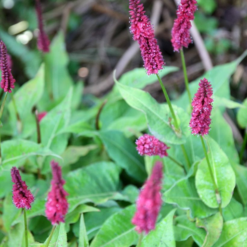 Persicaria amplexicaulis Blackfield - Mountain Fleece (Flowering)