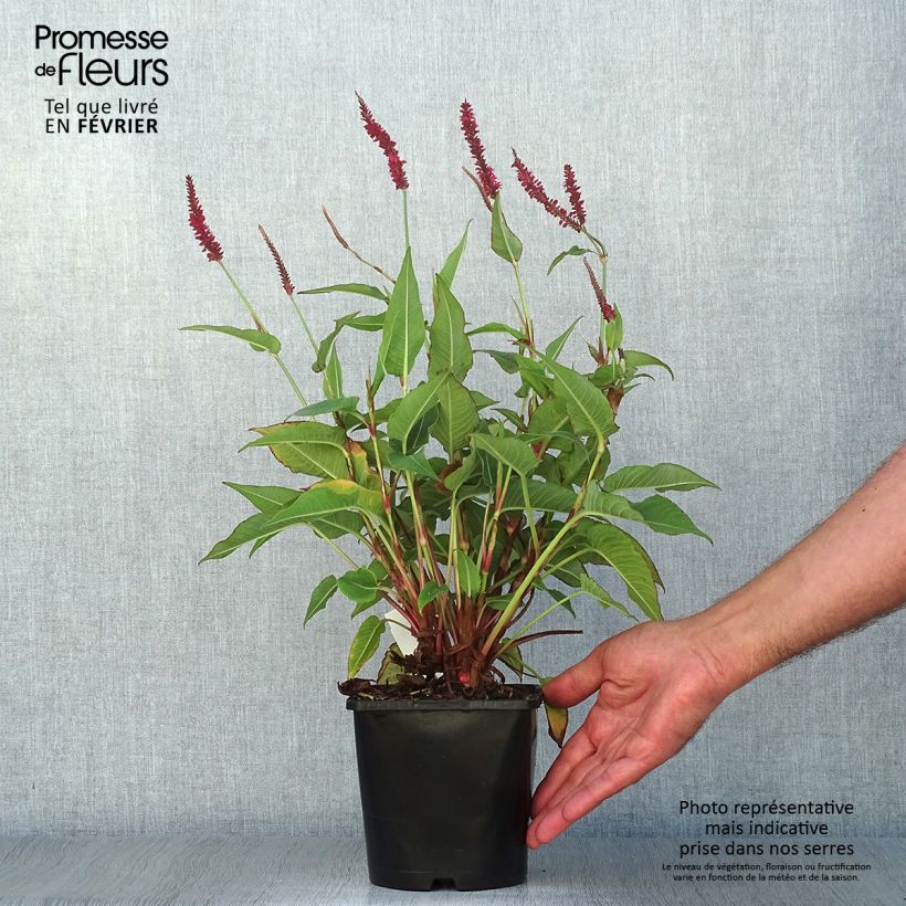 Renouée - Persicaria amplexicaulis Blackfield en pot de 2/3 litres sample as delivered in autumn