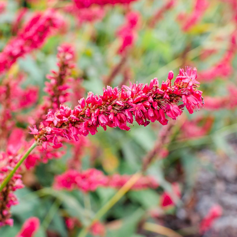 Persicaria amplexicaulis Fat Domino - Mountain Fleece (Flowering)