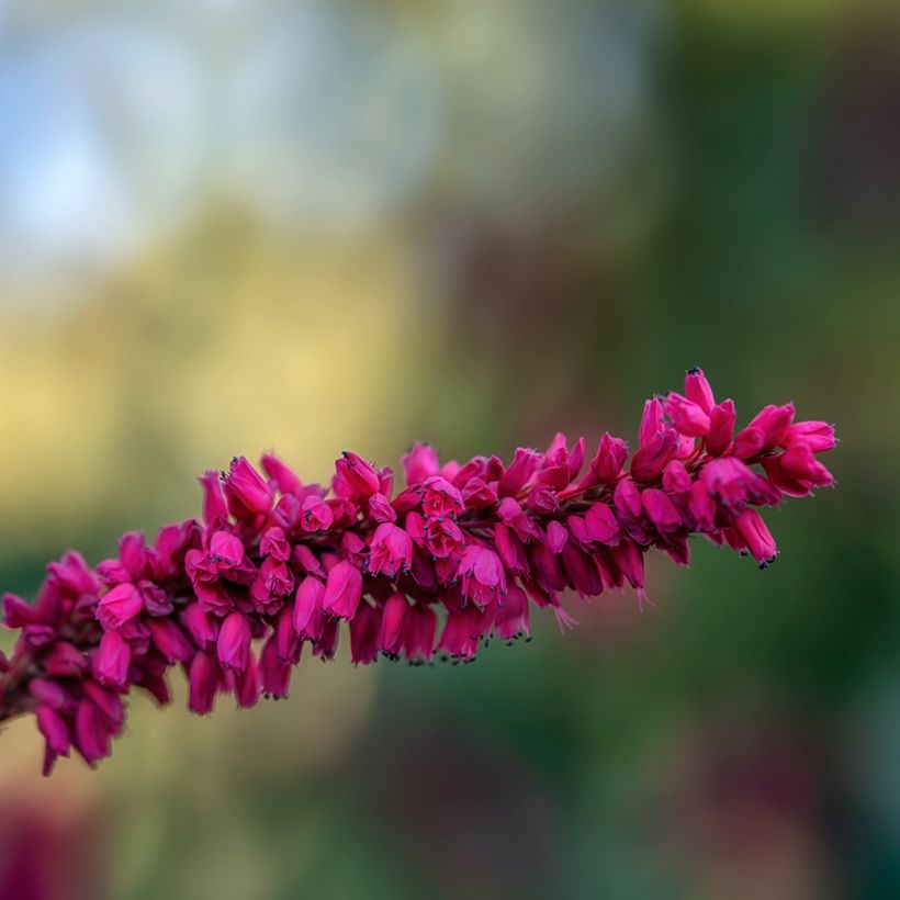 Persicaria amplexicaulis var. pendula - Mountain Fleece (Flowering)