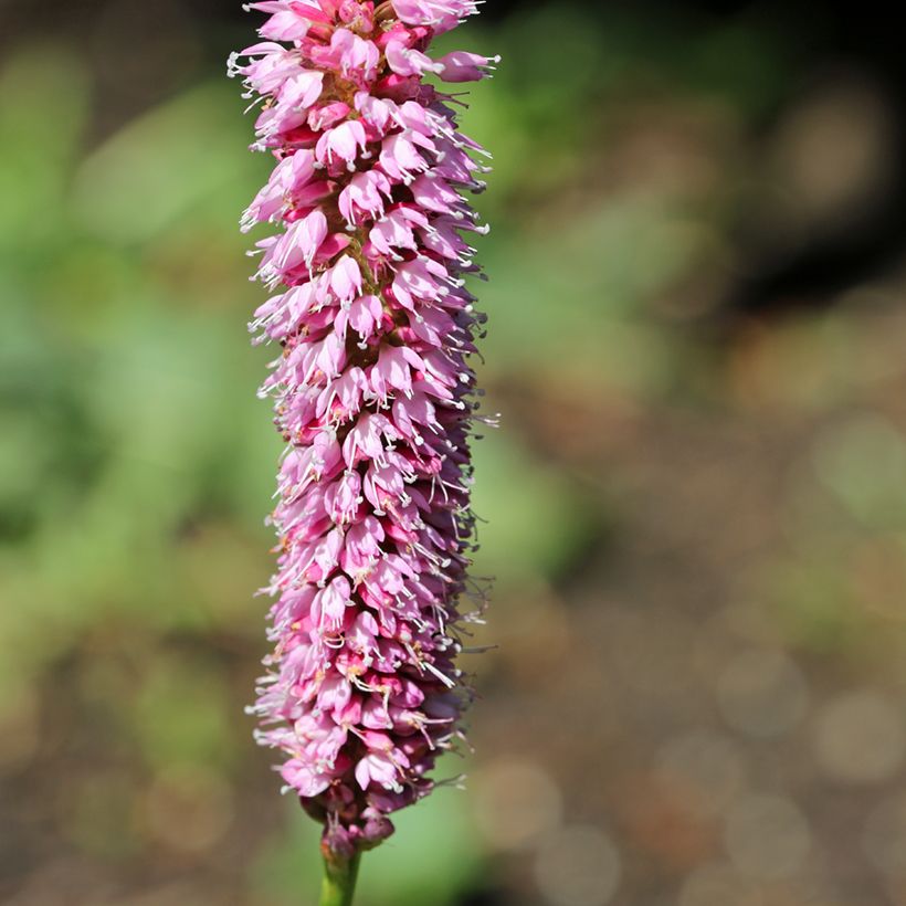 Persicaria bistorta Hohe Tatra - Bistort (Flowering)