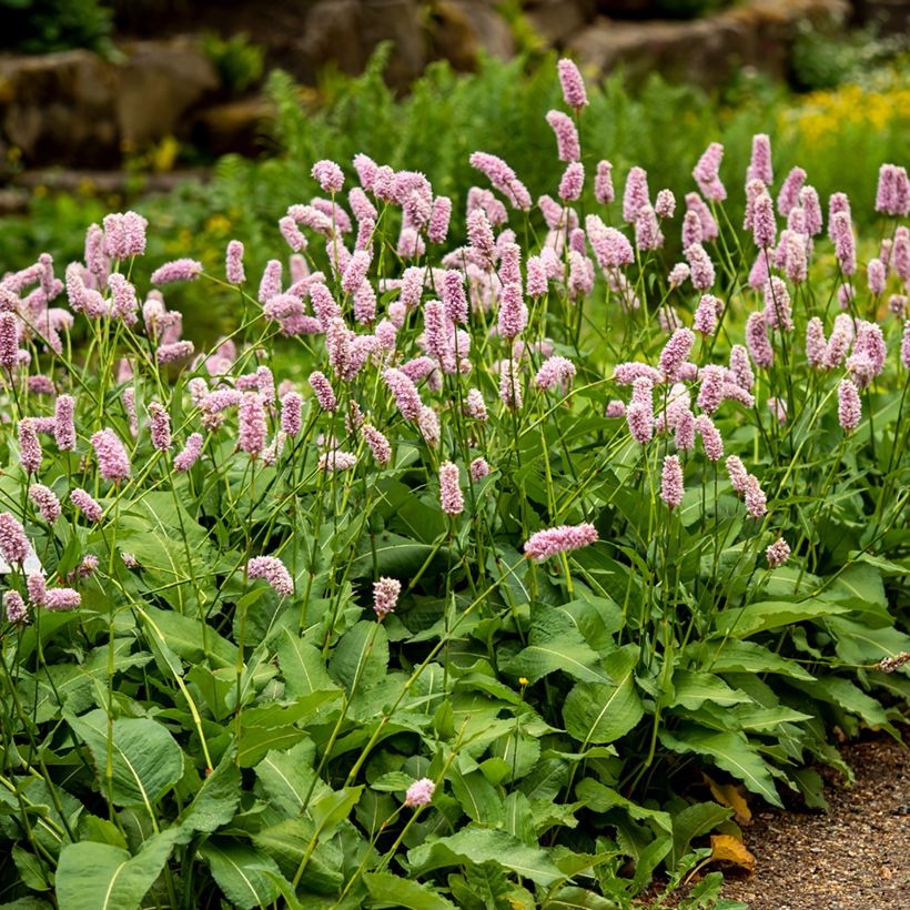 Persicaria bistorta Superba - Bistort (Plant habit)