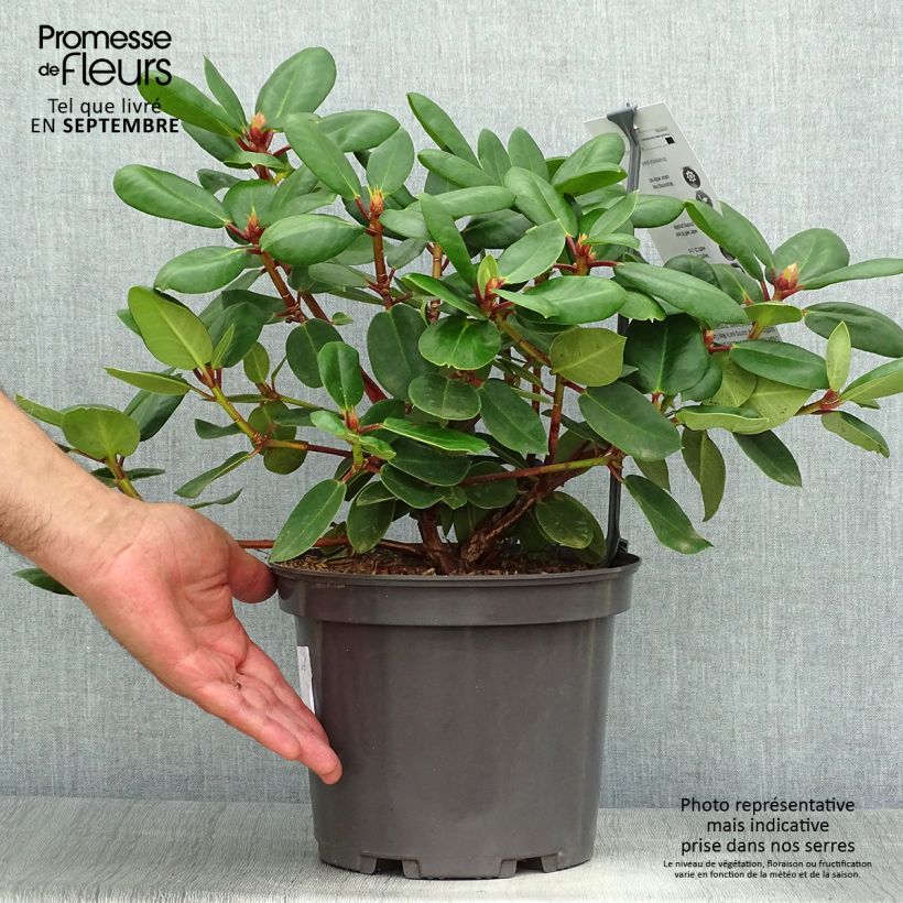 Rhododendron williamsianum Gartendirektor Rieger - Pot de 4L/5L sample as delivered in autumn