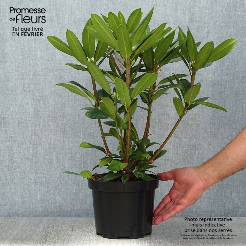 Rhododendron Alfred Pot de 4L/5L sample as delivered in autumn