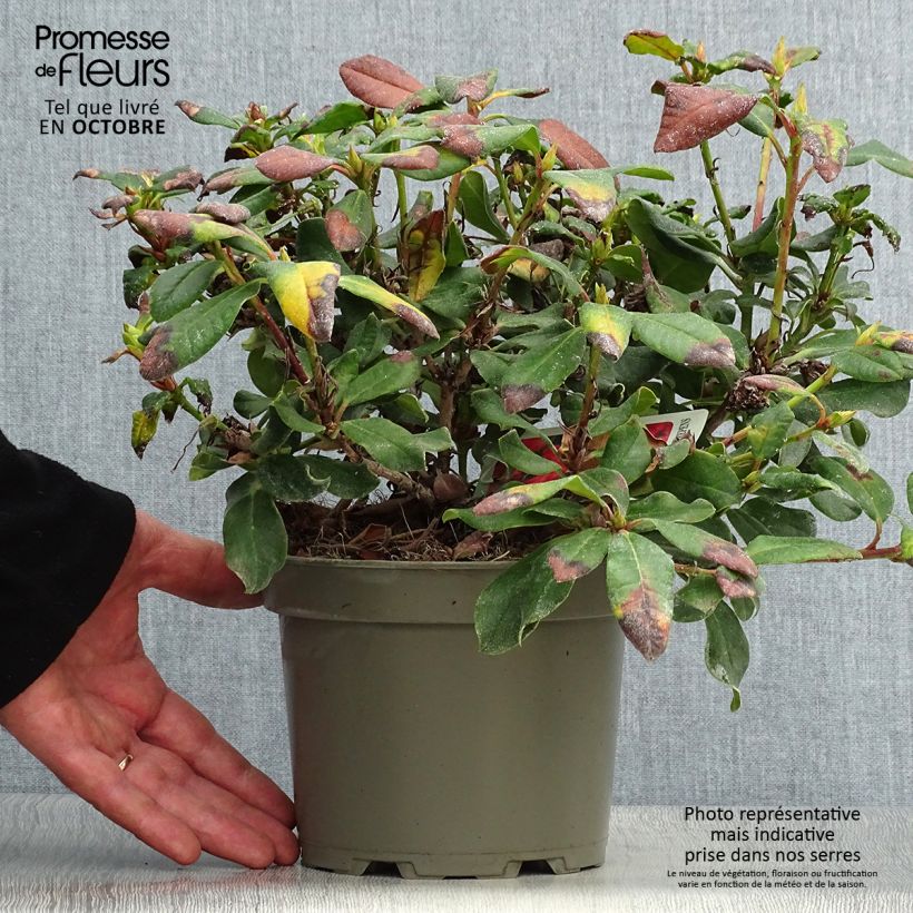 Rhododendron Baden-Baden - Rhododendron nain Pot de 2L/3L sample as delivered in autumn