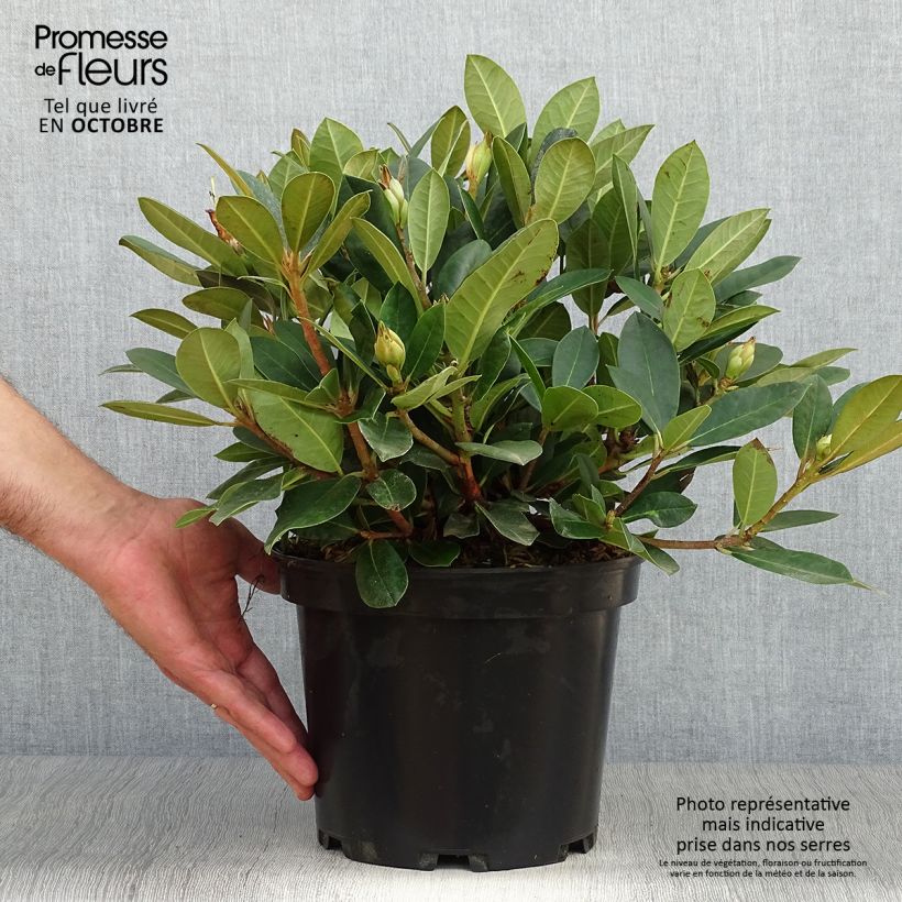 Rhododendron Dream Land - Rhododendron nain Pot de 3L/4L sample as delivered in autumn