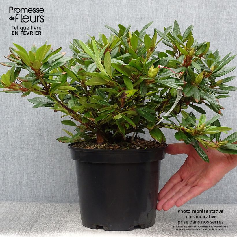 Rhododendron Elisabeth - Rhododendron nain Pot de 5L sample as delivered in autumn