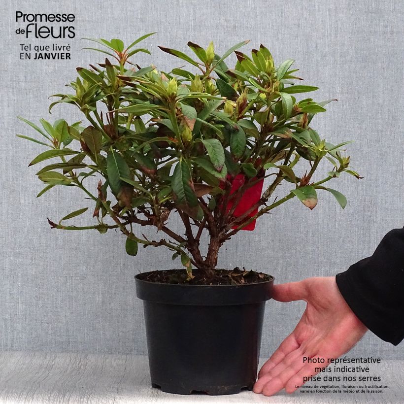 Rhododendron Elizabeth Red Foliage Pot de 2L/3L sample as delivered in winter