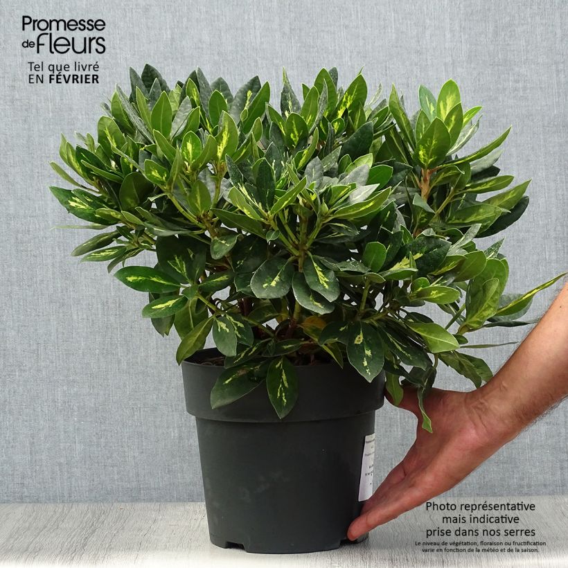 Rhododendron Goldflimmer Pot de 3L/4L sample as delivered in autumn