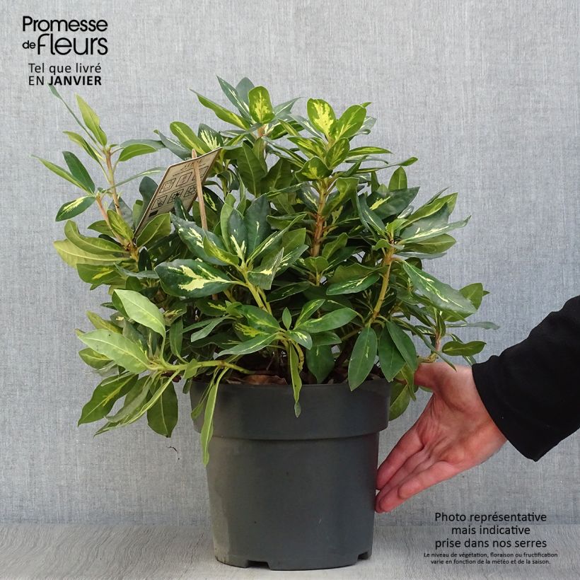 Rhododendron Goldflimmer Pot de 3L/4L sample as delivered in winter