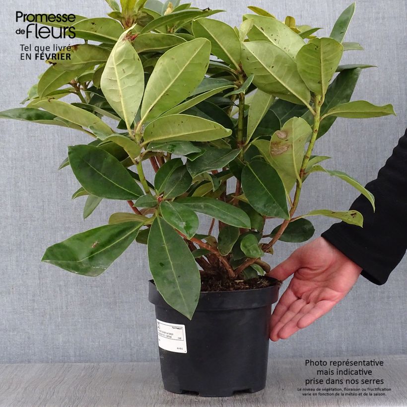 Rhododendron Gomer Waterer en pot de 4L/5L sample as delivered in winter