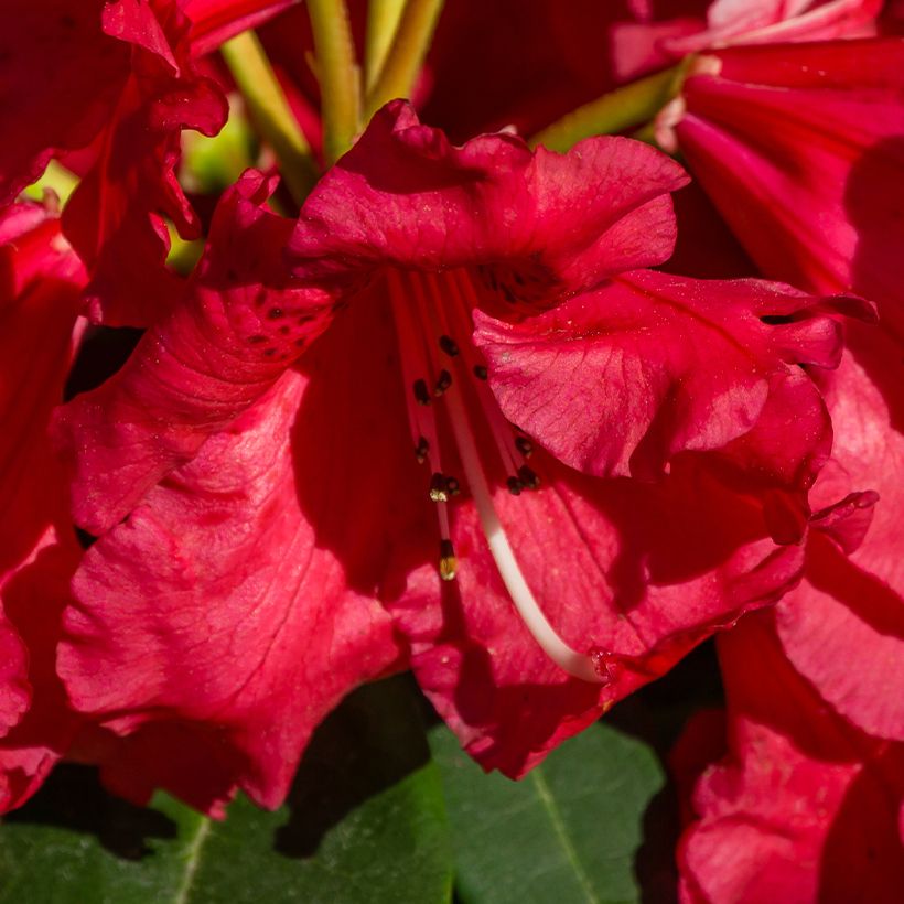 Rhododendron Halfdan Lem (Flowering)